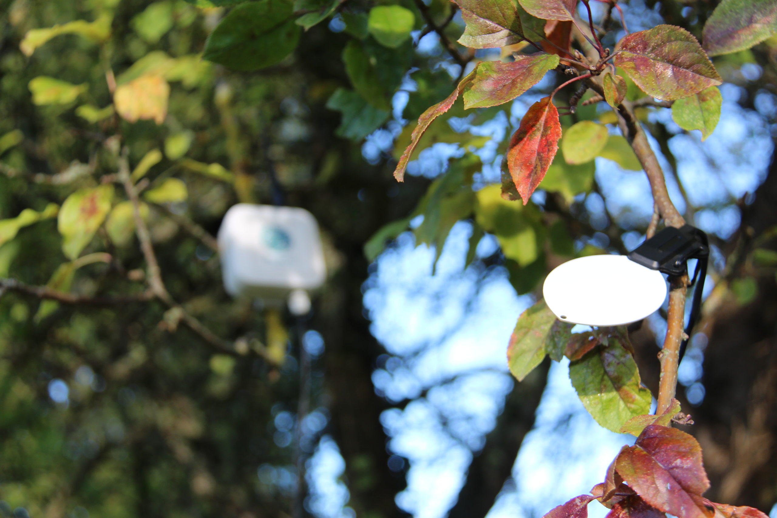 capteur-humectation-foliaire-Weenat