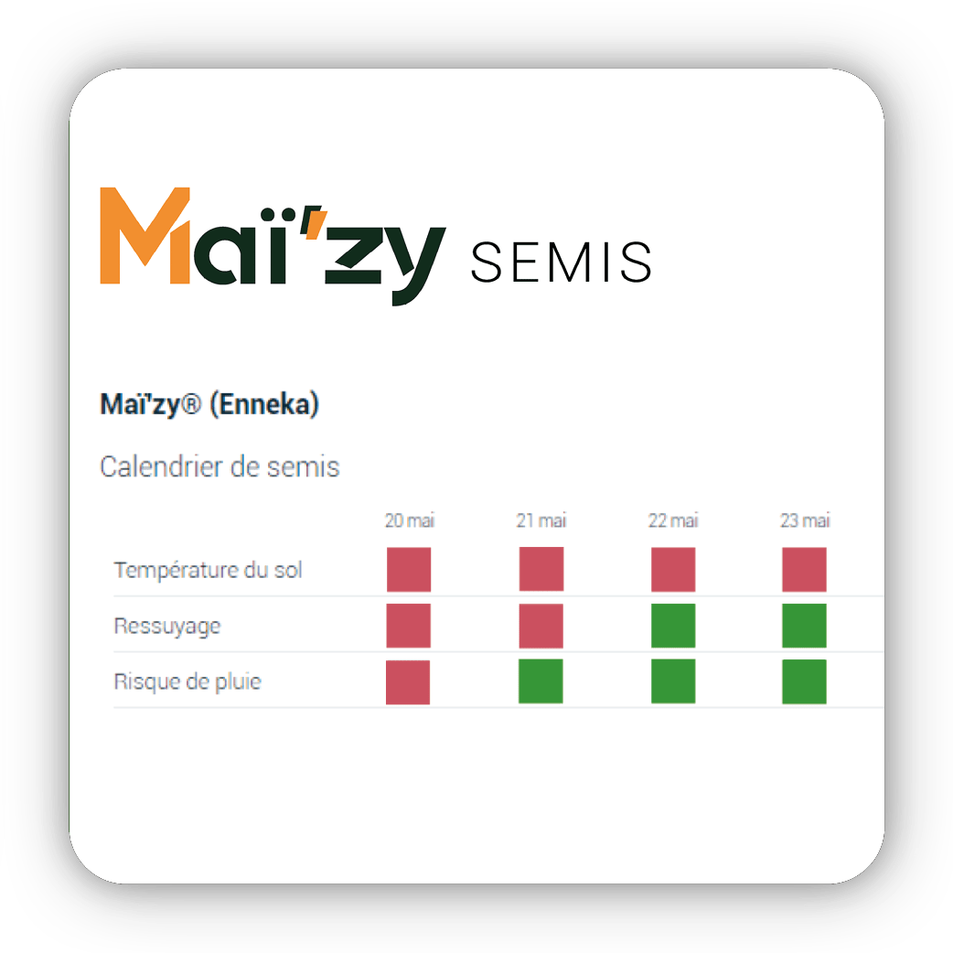 maizy-semis-4