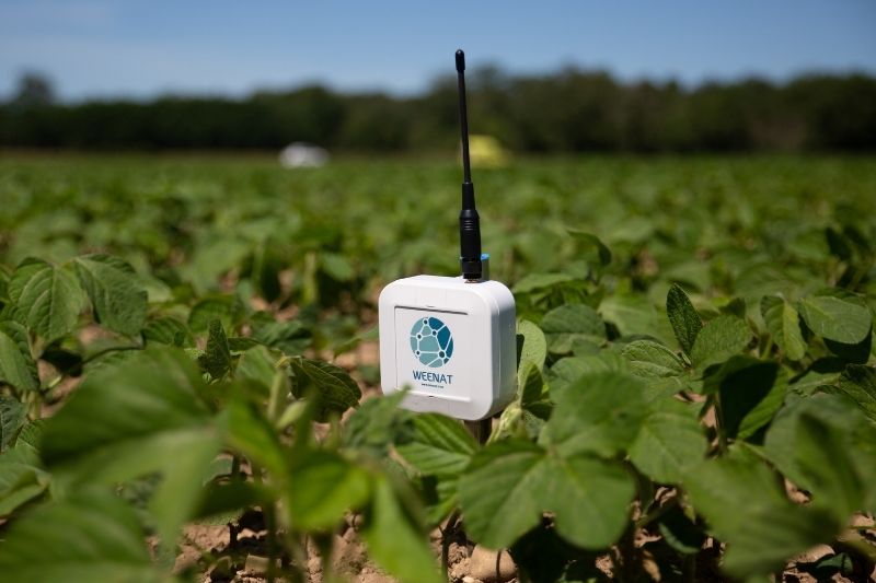 sonde-tensiometrique-irrigation Les sondes tensiométriques Weenat facilitent le pilotage de l'irrigation.