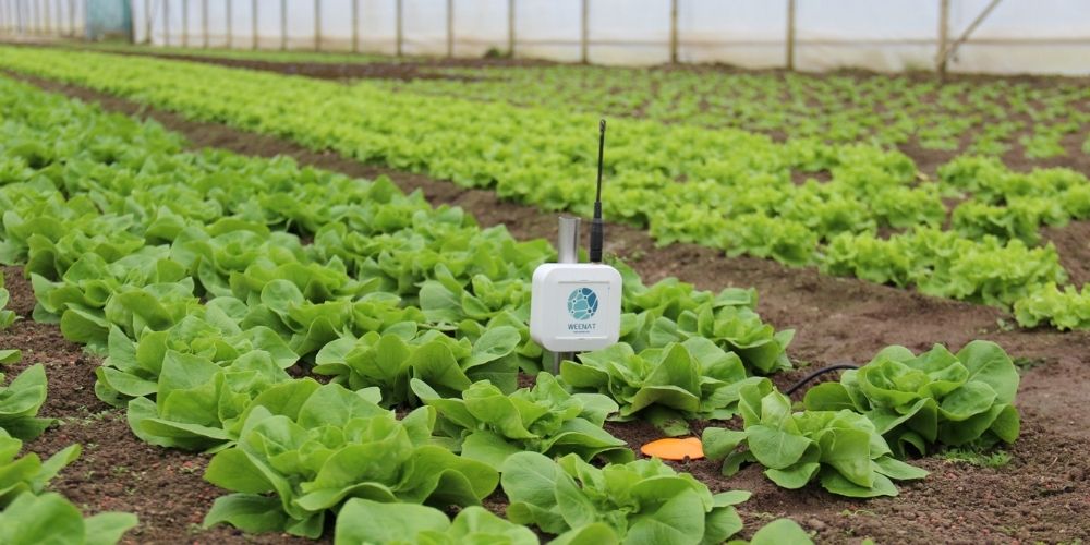 sonde-capacitive-connectee-irrigation La sonde capacitive connectée Weenat facilite le pilotage de l'irrigation