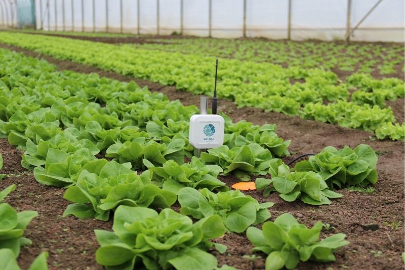 sonde-capacitive-pour-irrigation La sonde capacitive connectée Weenat facilite le pilotage de l'irrigation