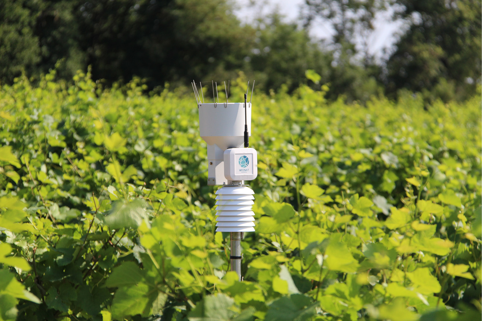 Station-météo-vigne