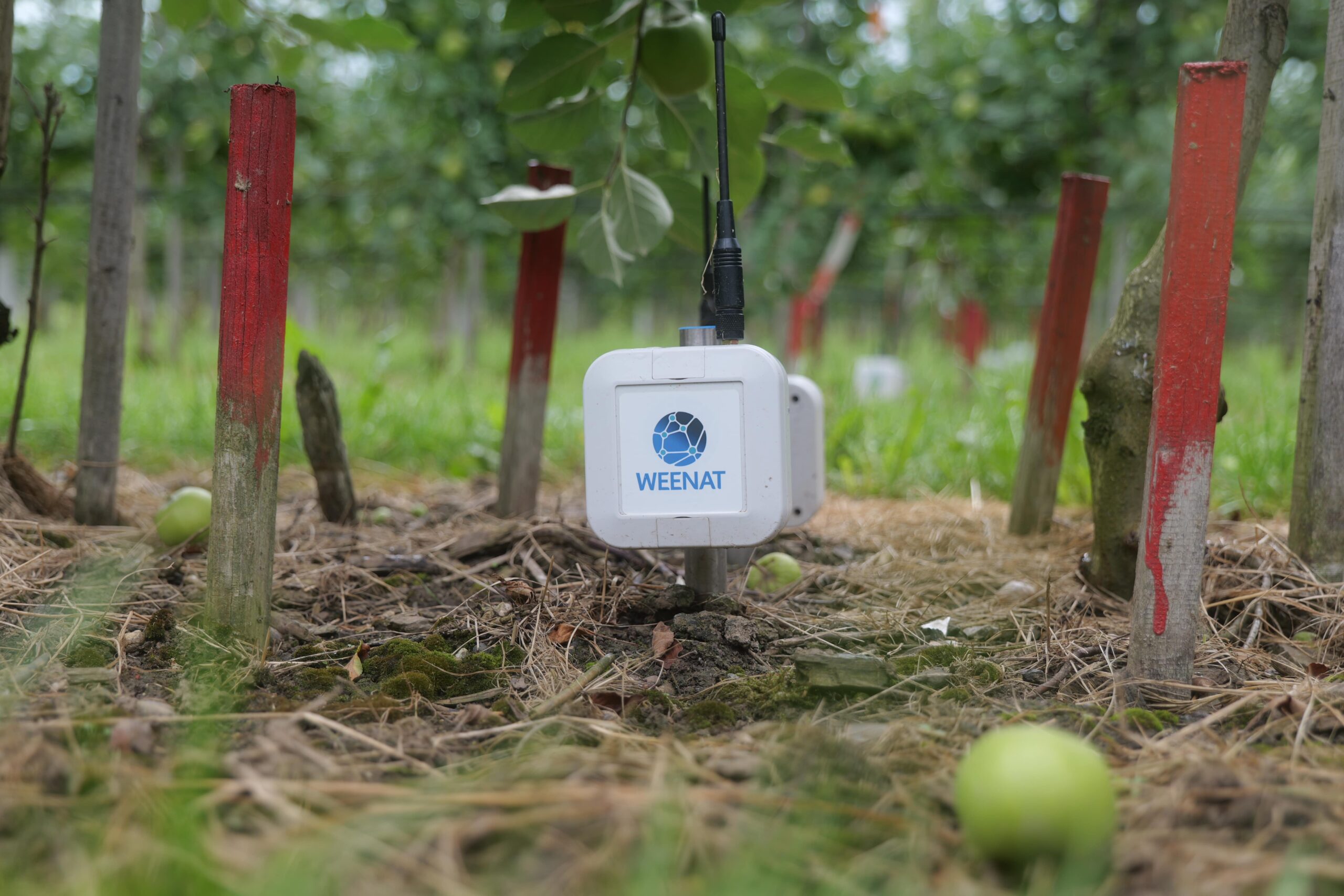 Tensiómetro y sonda capacitiva Weenat