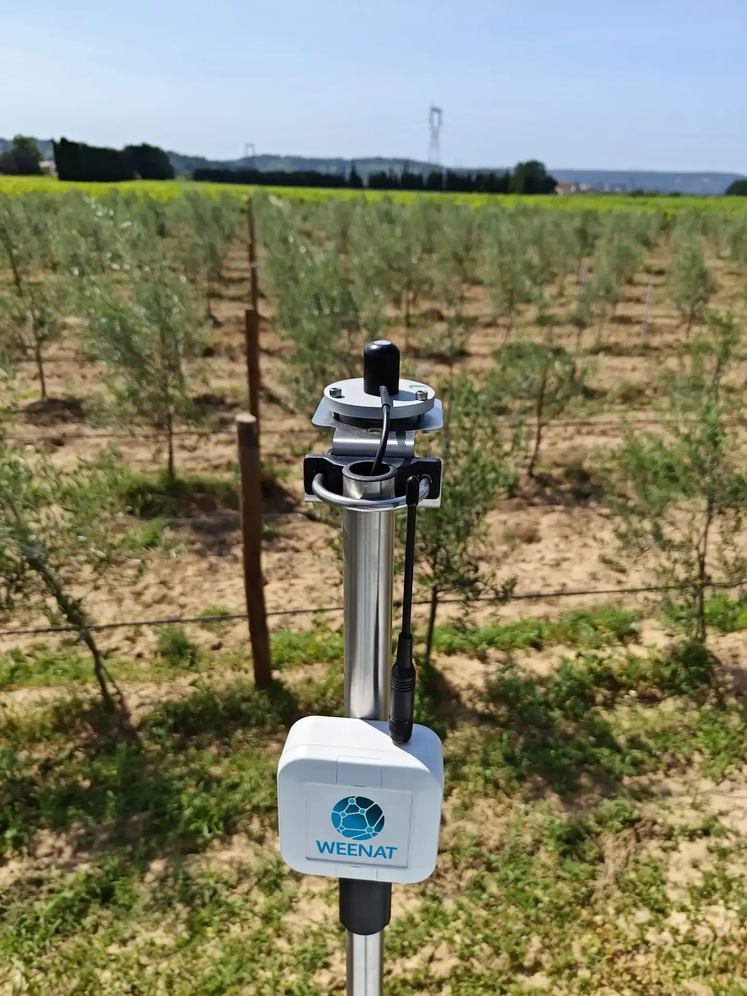 Capteur Photosynthetic Active Radiation Weenat dans les Oliviers