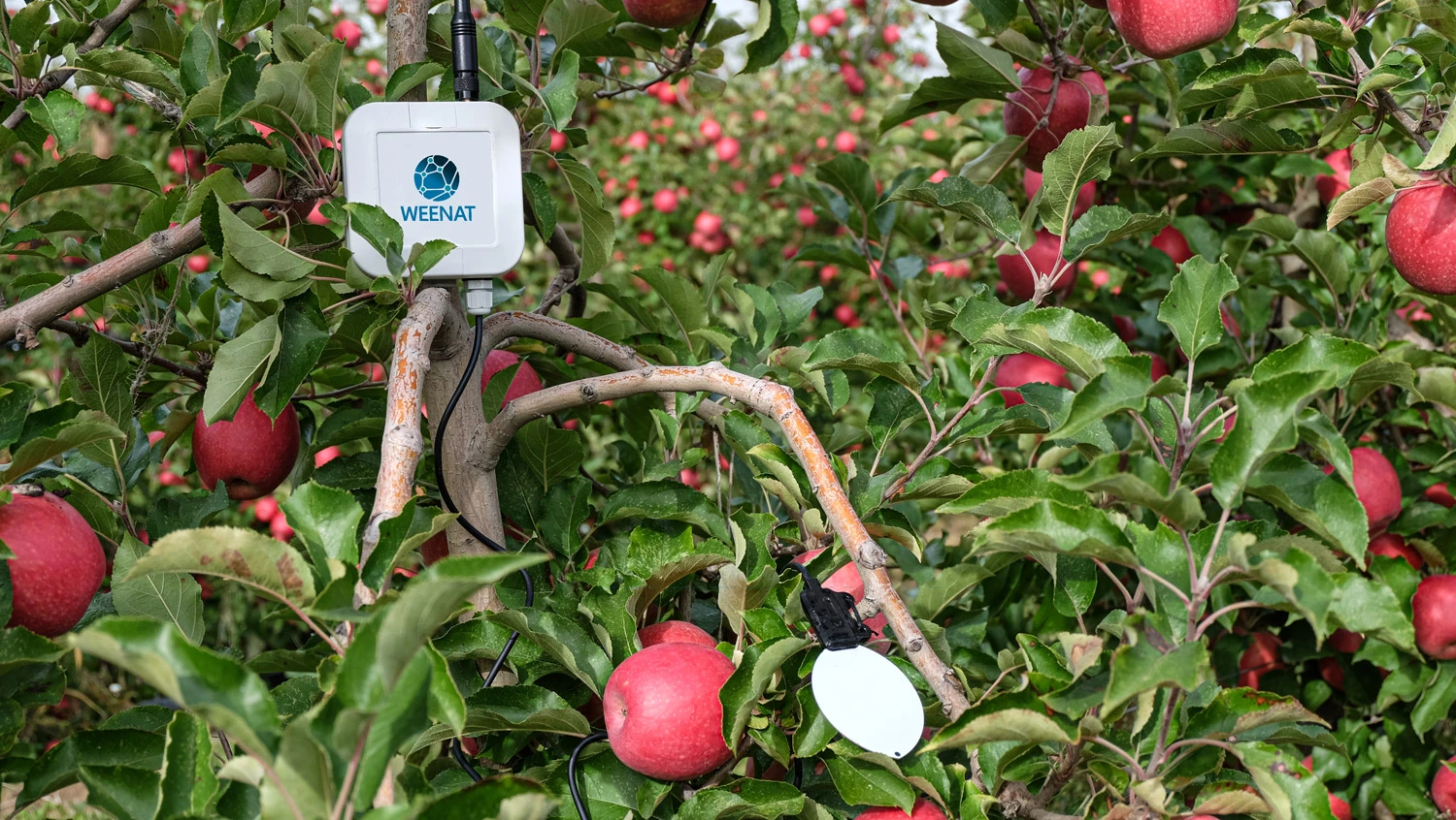 Der Weenat-Blattfeuchtesensor in einem Apfelbaum