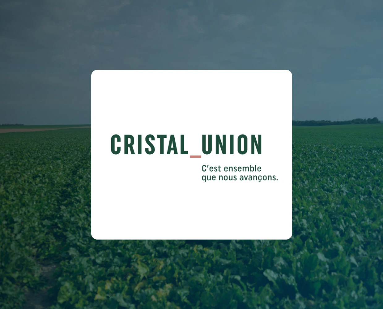 Cristal-Union-logo-beetroot-field