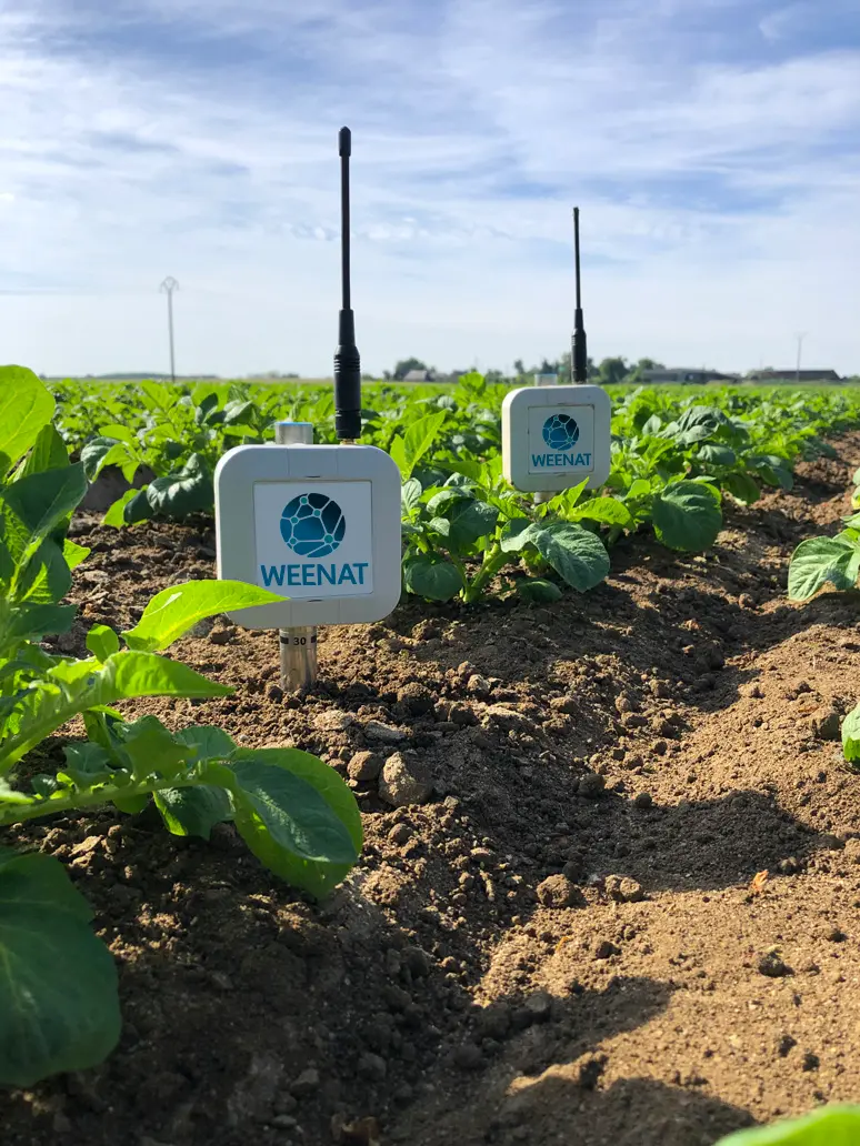 irrigation en goutte-à-goutte avec les tensiometres Weenat