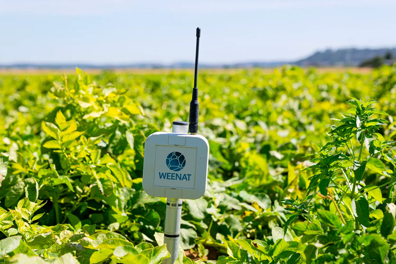 Die tensiometrischen Sonden von Weenat erleichtern die Steuerung der Bewässerung.