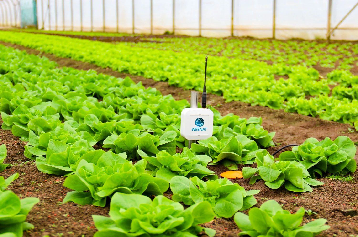 Sonde capacitive Weenat