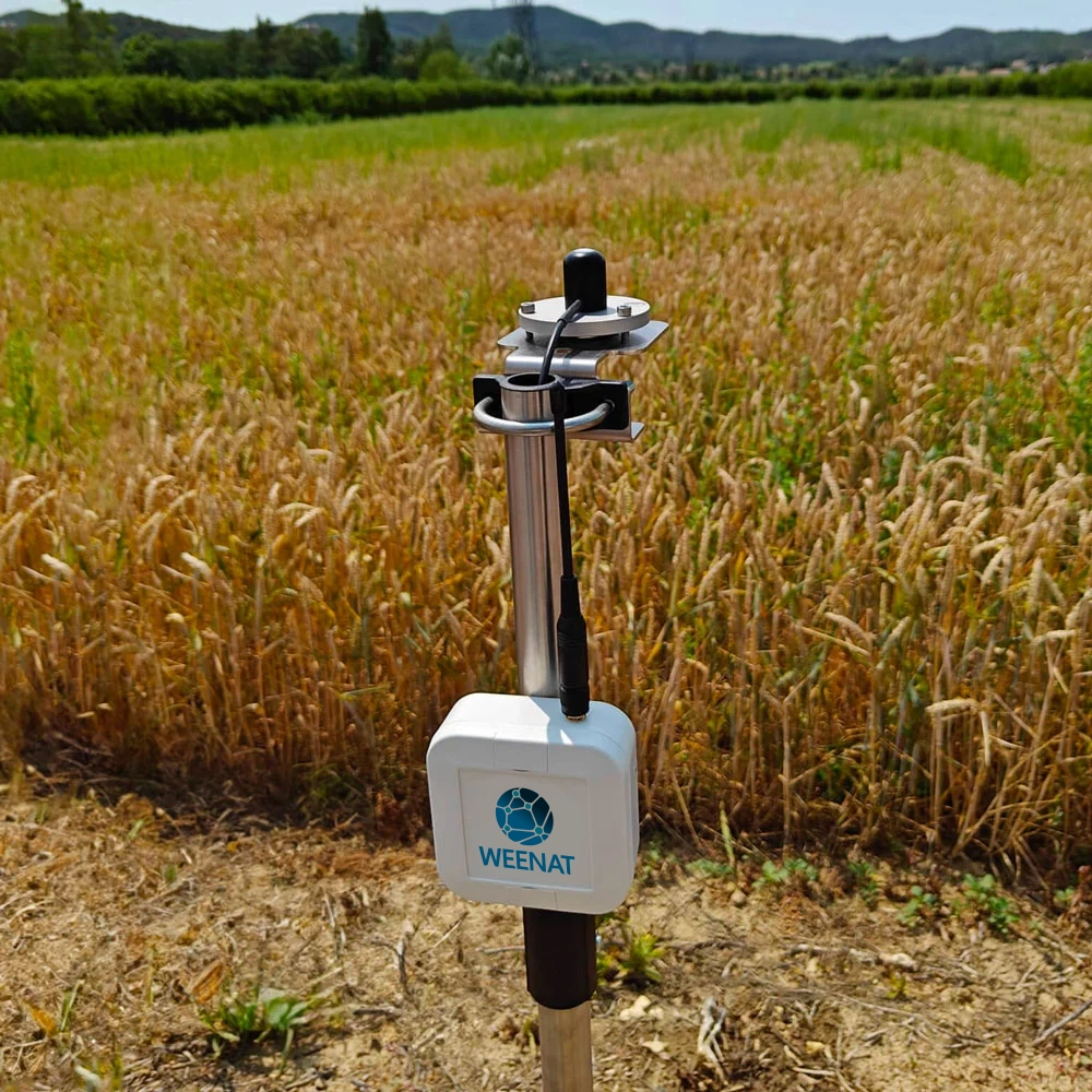 capteur-PAR-cereales-carre Capteur PAR (photosynthetic Active Radiation) Weenat dans un champs de blé