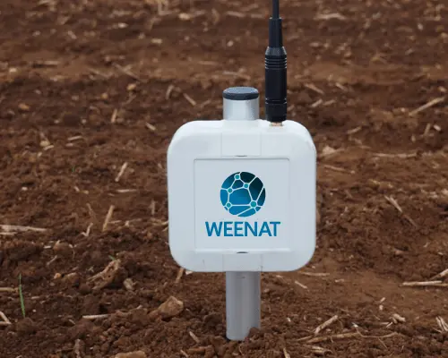 Le capteur d'humectation foliaire Weenat dans un pommier.