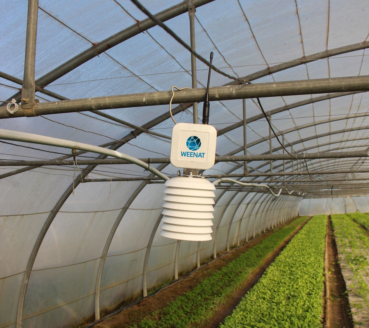 Le capteur d'humectation foliaire Weenat dans un pommier.