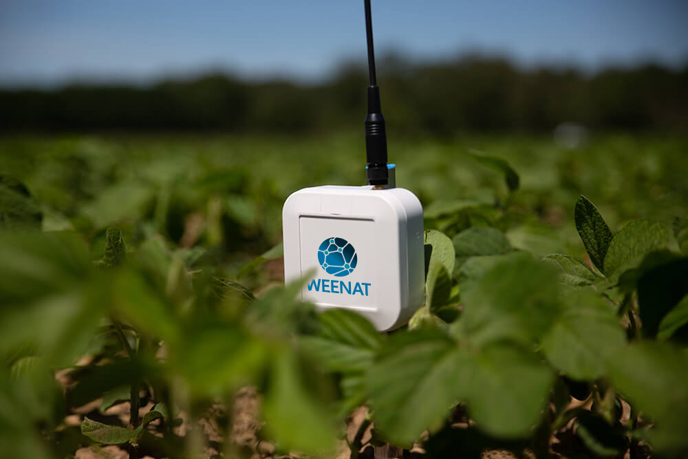 thermometre-sol-weenat-1 homme versant du raison après irrigation de son champ