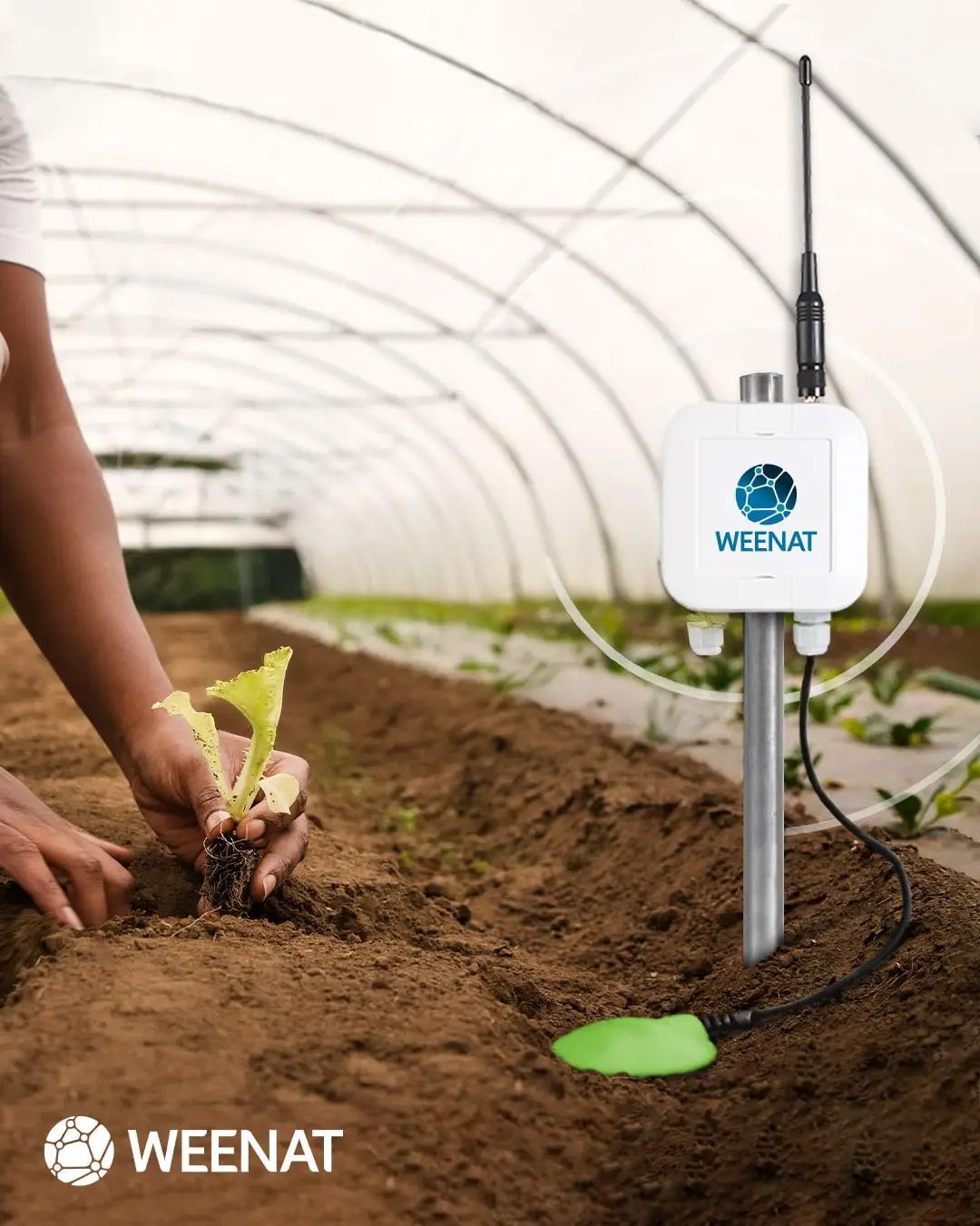 Aquacheck probe Weenat irrigation monitoring