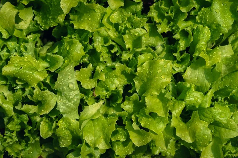 Le déficit de pression vapeur en agriculture