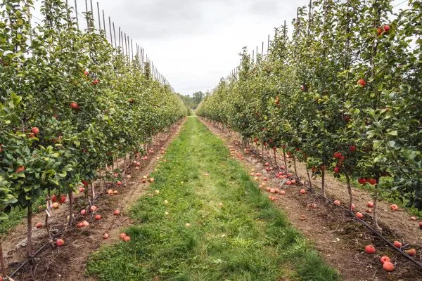 Système d'irrigation goutte à goutte arbres fruitiers