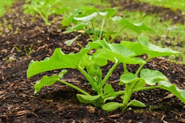 Système d'irrigation goutte à goutte enterré