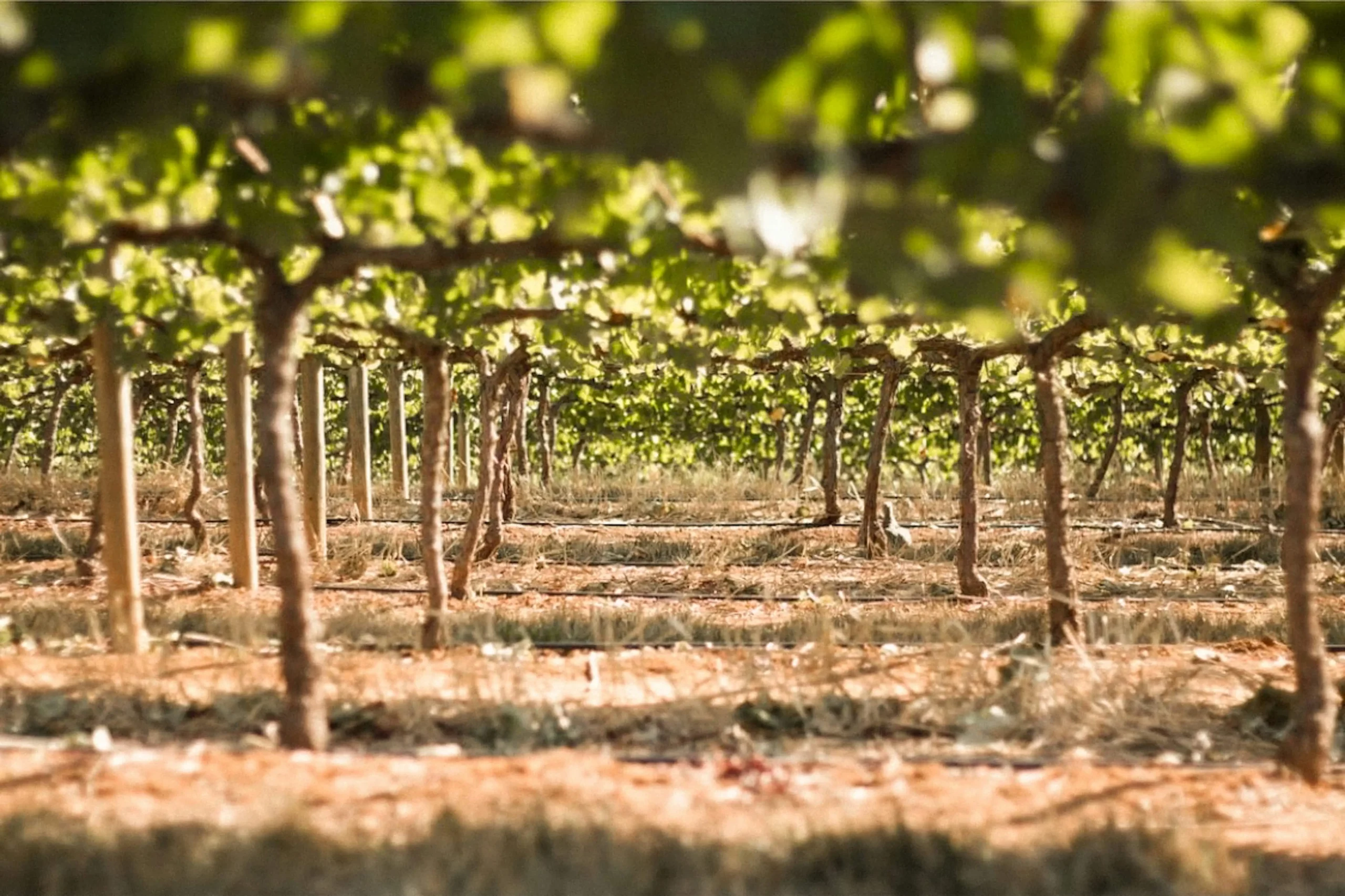 Le système d'irrigation goutte à goutte pour la vigne