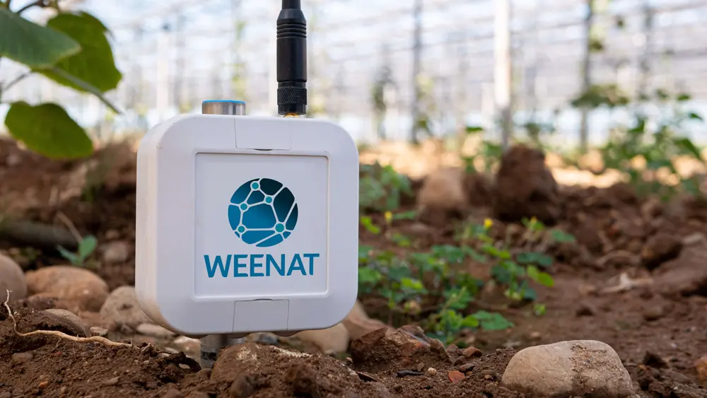 Tensiomètre Weenat dans des Actinidias