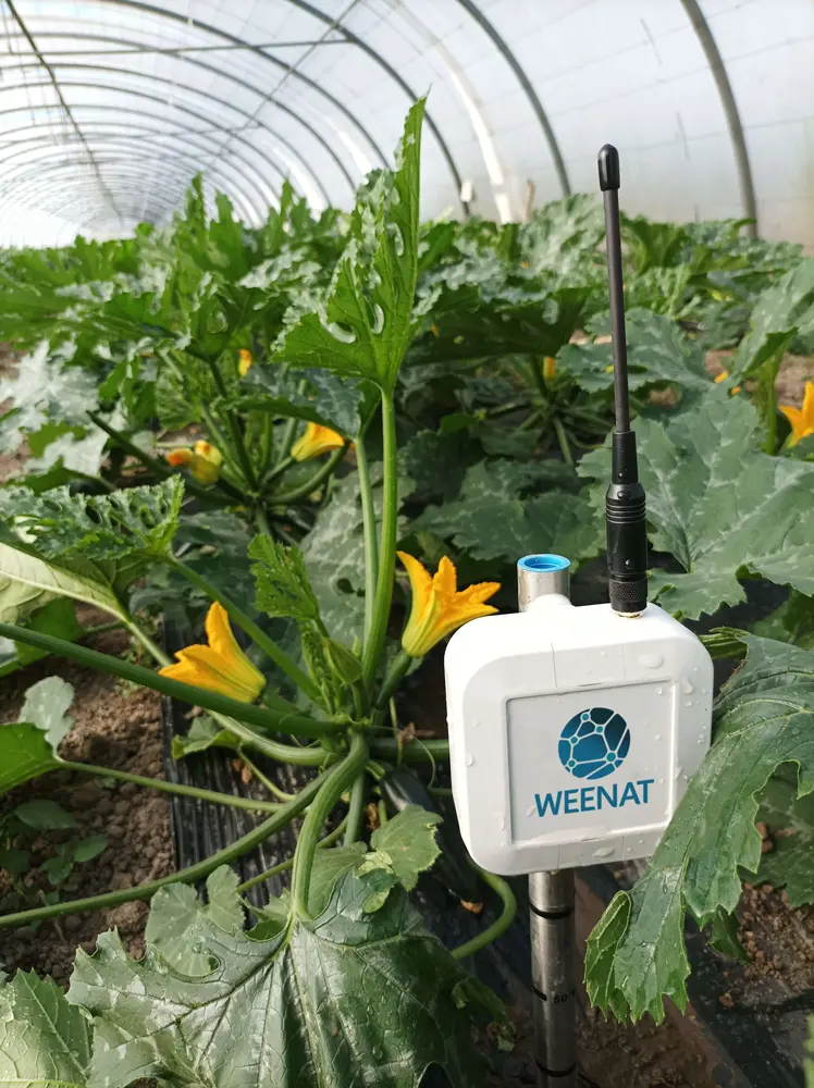 Tensiomètre-pomme-de-terre-web-carre Tensiomètre Weenat dans les courgettes