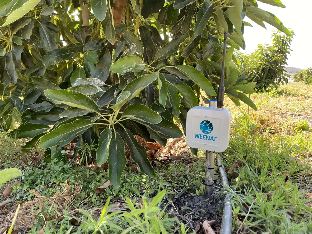 Tensiómetro Weenat en los aguacates