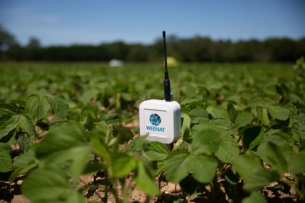 Tensiomètre Weenat dans un champs de soja