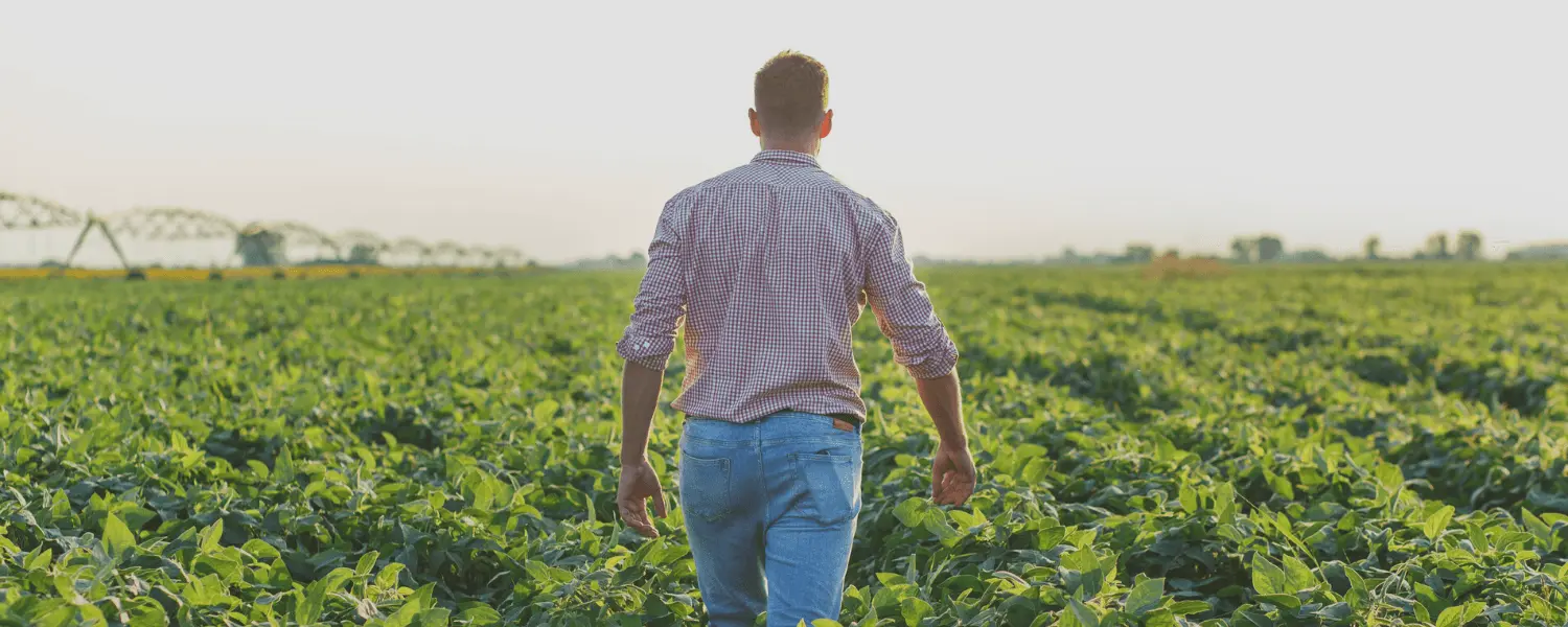 champ-pomme-de-terre-agriculteur