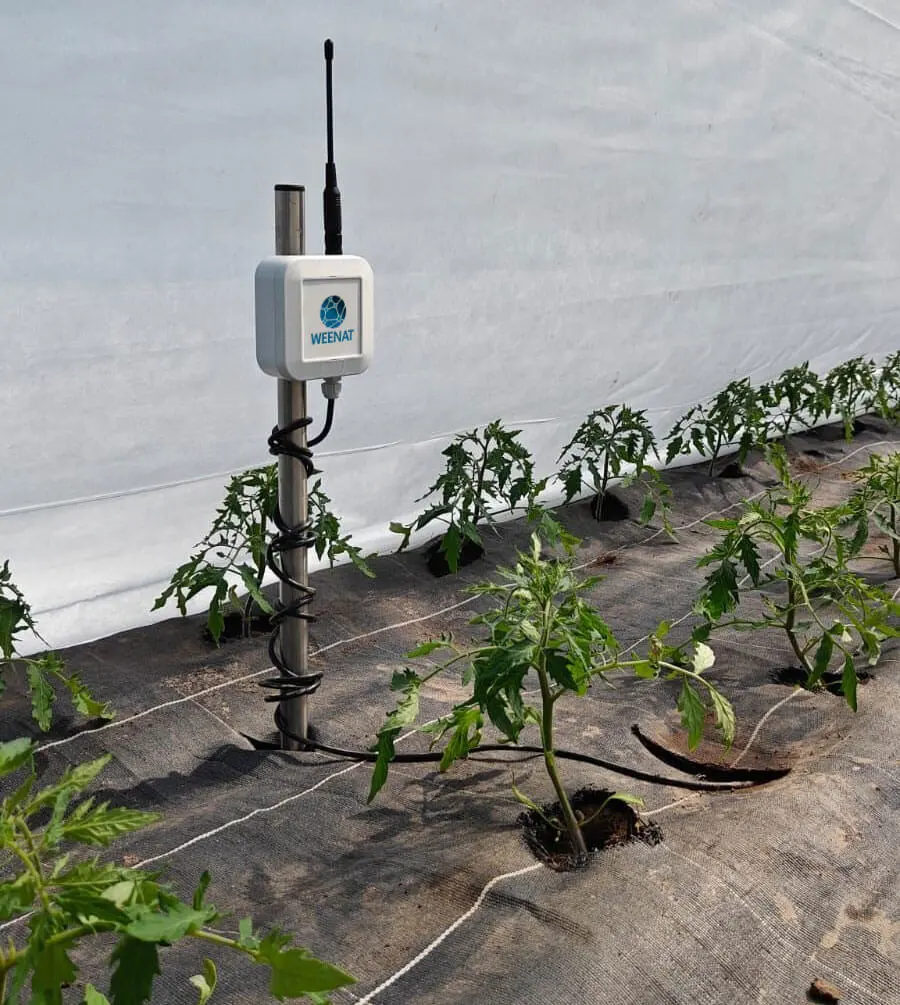 Sonde Capacitive Weenat dans une serre de tomates