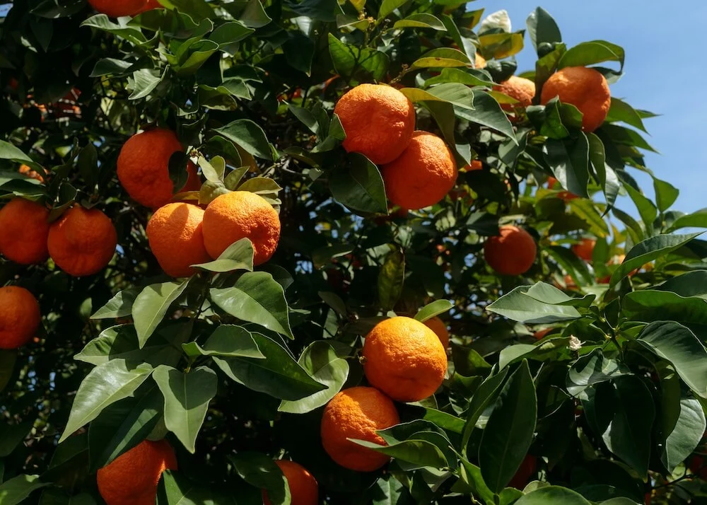 mandarinas