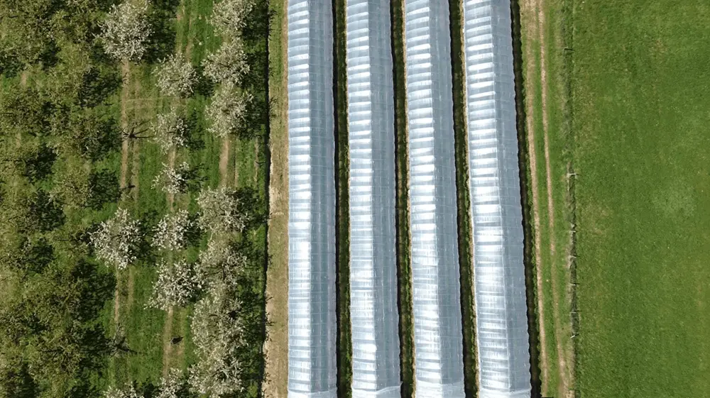 tunnels fraises hors-sol