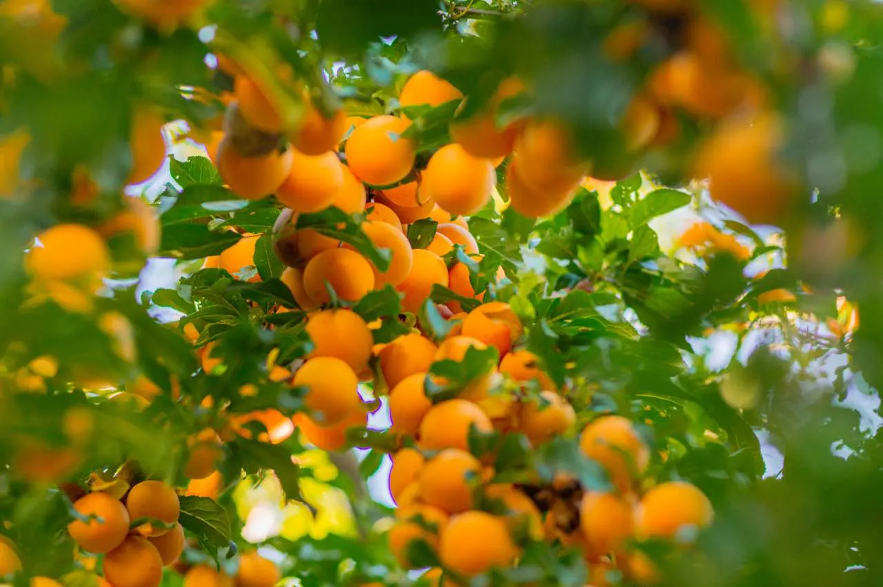 Abricots, fraises hors-sol : comment Lionel Robin pilote son irrigation